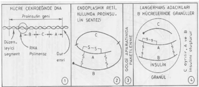 Şekil 2.3. İnsülinin yapısı ve biyosentezi (Gökhan ve ark., 1986) 