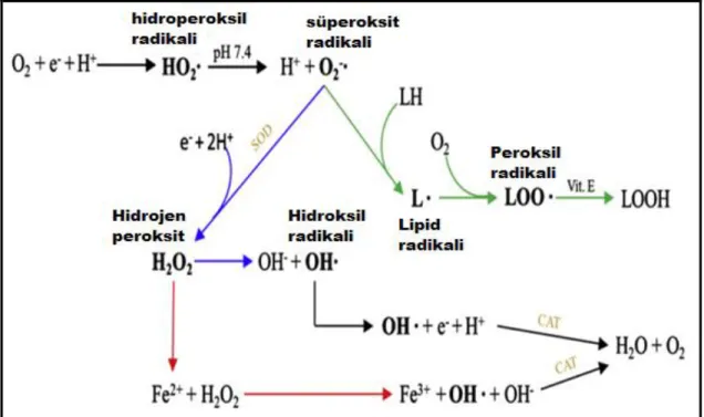 Şekil 2.1. Reaktif oksijen türlerinin oluşumuna yol açan reaksiyonlar. Yeşil oklar lipid peroksidasyonunu  temsil  etmektedir,  mavi  oklar  Haber-Weiss  reaksiyonunu  ve  kırmızı  oklar  Fenton  reaksiyonunu  temsil  etmektedir (Carocho ve Ferreira, 2013)