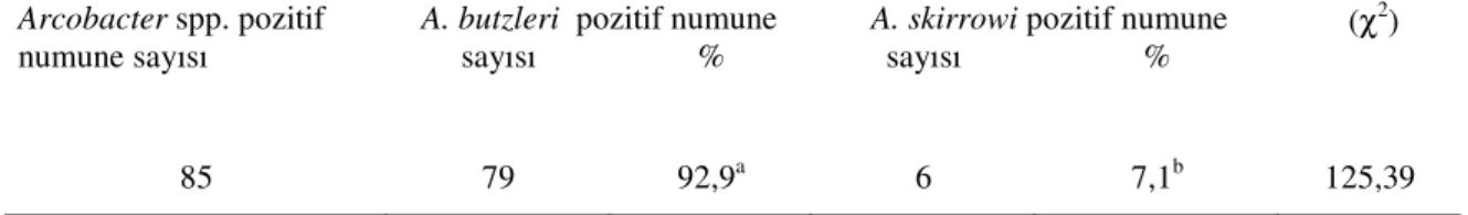Tablo 4.3’de çalışmada Arcobacter pozitif olarak tespit edilen numunelerdeki  A. butzleri ve A