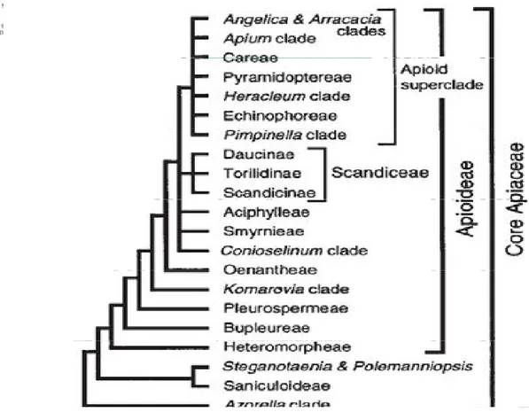 Çizelge  2.2.  Apioideae  alt  familyasının  üyeleri  arasında  Careae  tribusunun konumu(Ajani,  2008;  Zhou  v.d., 2008; Downie v.d., 2000 )