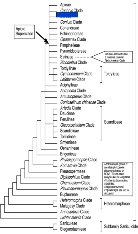 Çizelge 2.3. Apiaceae alt familyası olan Apioideae’ nın tribus ve kladlarının filogenetik analizi (Downie  vd., 2001; Calviño vd.,  2006; Calviño &amp; Downie, 2007)