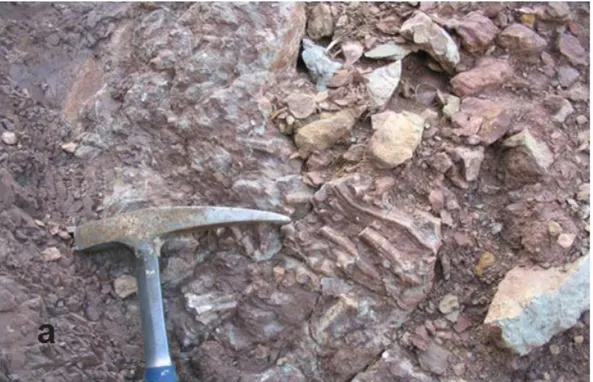 Şekil 2.14: Uzundere üyesinin üst kısımlarında yer alan krinoidal kireçtaşları (a) ve üstüne gelen kumlu  kireçtaşları (ammonitli,b) 
