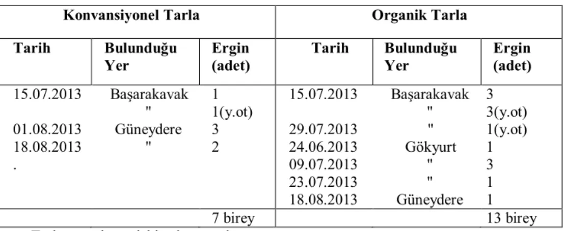 Çizelge 4.2. Eupeodes corollae ergin birey sayıları ve toplandıkları yerler               Konvansiyonel Tarla      Organik Tarla   Tarih  Bulunduğu  Yer  Ergin  (adet)  Tarih  Bulunduğu Yer  Ergin  (adet)  15.07.2013  01.08.2013  18.08.2013  