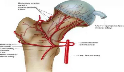 Şekil 7. Ligamentum Teres Arterleri 