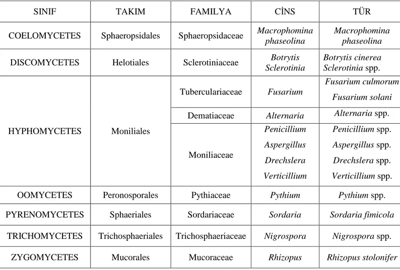 Çizelge 4.5 Bazı Sebze Tohumlarında Saptanan Fungal Mikroorganizmaların                       Taksonomik İlgilerine Göre Gösterilişi 