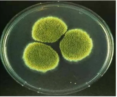 Şekil 4.4 Aspergillus sp.’nin PDA Ortamında Koloni Gelişimi