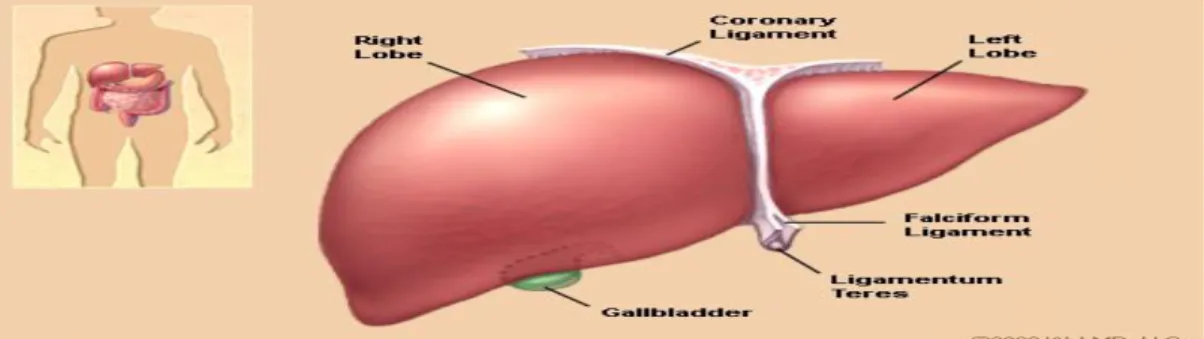 ġekil 1.1. Karaciğer anteriör görünümü (http://www.webmd.com/digestive- (http://www.webmd.com/digestive-disorders/picture)