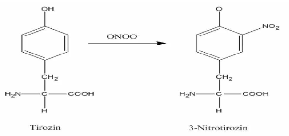 ġekil 1.5. Tirozinin peroksinitrit tarafından nitrasyonu (Yaman 2000). 