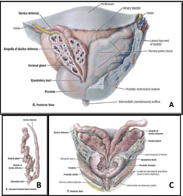 Şekil 1: Prostat bezinin anatomisi