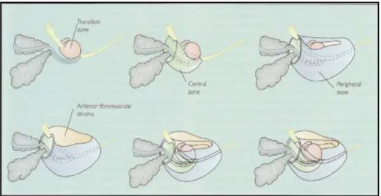 Şekil 2: Prostat bezinin zonal anatomisi (16)