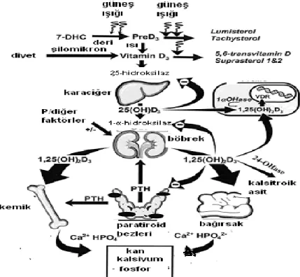 Şekil  3.  D  vitamininin  deride  sentezi,  metabolizması  ve  kalsiyum  homeostazı  ile  hücresel gelişimi düzenlemesi (20)  