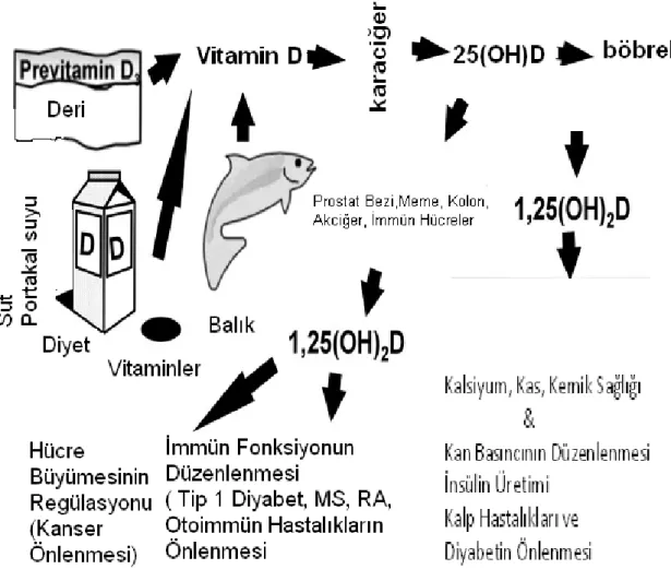 Şekil 5: D Vitamininin Kalsiyum Metabolizması Haricindeki Etkileri (17)  