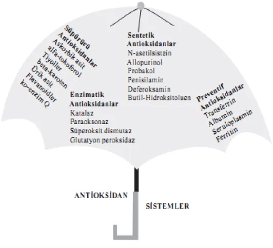 Şekil 10: Antioksidan Savunma Sistemler (27) 