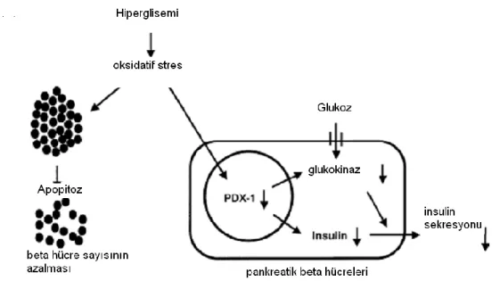 Şekil  12:  Diyabette  glukoz  toksisitesine  bağlı  olarak  gelişen  oksidatif  stresin  beta  hücrelerindeki moleküler mekanizması (34)  
