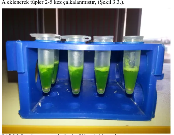 Şekil 3.3. Parçalanan numuneler üzerine RNase A eklenmesi 