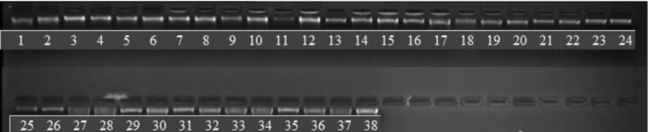 Şekil 4.1. İzolasyon sonucu elde edilen DNA’ların %1’lik agaroz jel elektroforez görüntüsü 