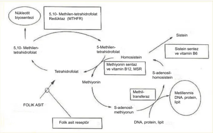 Şekil 2.2. Folat metabolizması yolağı http://www.ds-health.com/abst/a0108.htm 