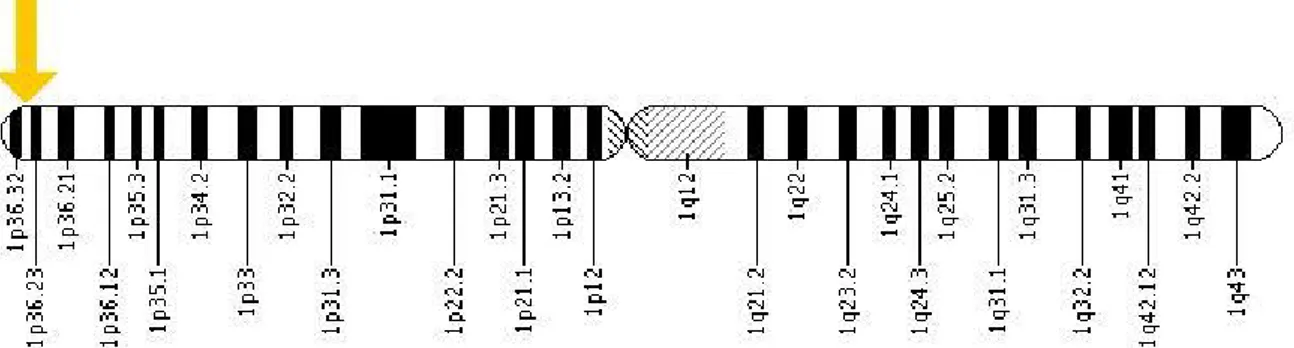 Şekil 2.3. Kromozom 1’de MTHFR geninin lokalizasyonu  