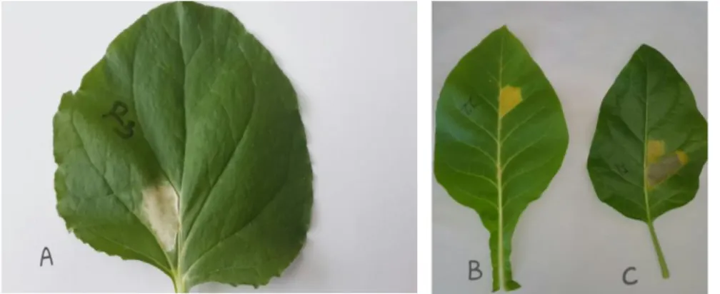 ġekil  6.  X.  translucens  izolatlarının,  tütün  bitkisinin  (Nicotiana  tobaccum)  farkl  varyetelerine  (var