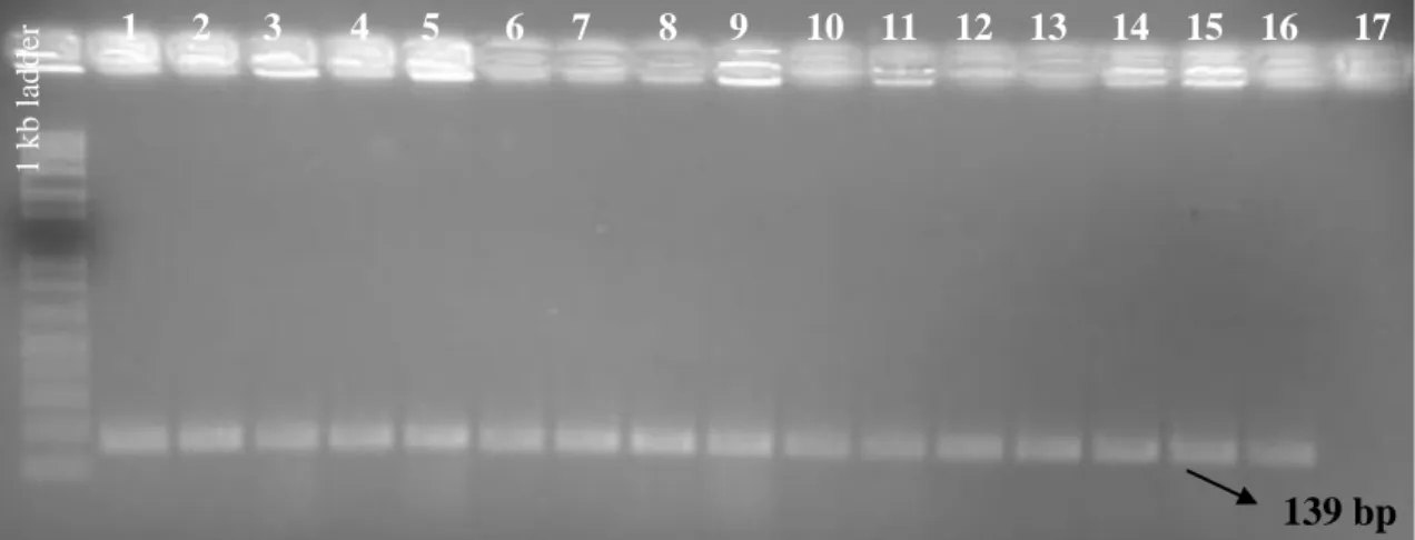 ġekil  7.  X.  translucens  izolatları  için  T1  ve  T2  primerleri  kullanılarak  yapılan  PCR  ürünlerinin  %1‟lik  agaroz jelde oluşturdukları spesifik bantlar.(1: XT14, 2: XT15, 3: XT16, 4: XT17, 5: XT18, 6: XT19, 7: 