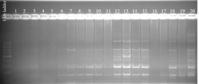 ġekil 8. X. translucens izolatlarının J3 primerleri kullanılarak yapılan PCR ürünlerin %1‟lik agaroz jelde  oluşturdukları spesifik bantlar (1: Xanthomonas axonopodis pv