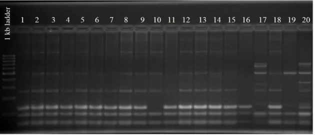 ġekil 9. X.  translucens  izolatlarının  ERIC  primerleri  kullanılarak  yapılan  PCR  ürünlerin  %1‟lik  agaroz  jelde oluşturdukları spesifik bantlar (1: XT13), 2: XT15, 3: XT16, 4: XT17, 5: XT18, 6: XT19, 7: XT20,  8: XT21, 9:XT22, 10: XT9, 11: XT24, 12