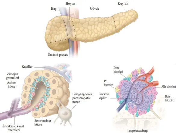 Şekil 1.1. Pankreasın anatomik yapısı ve pankreatik hücreler (Windsor 2012). 