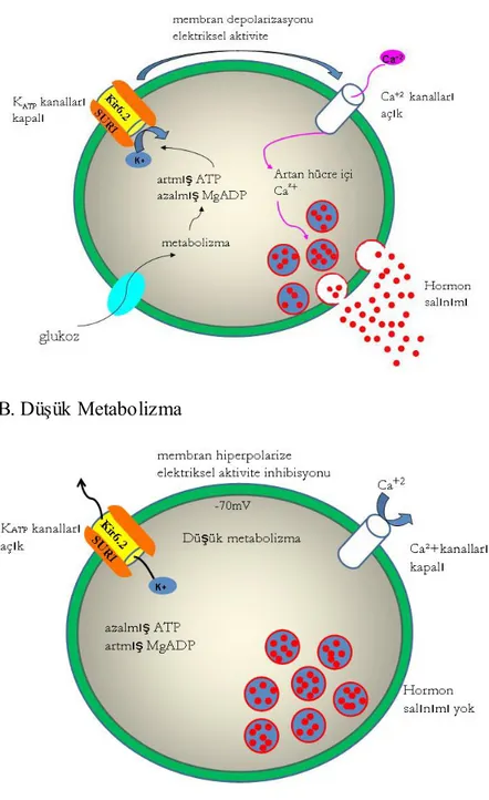ġekil  1.1.  Pankreatik  beta  hücrelerinde  K ATP   kanalı  ve  insülin  salgılanma  mekanizması