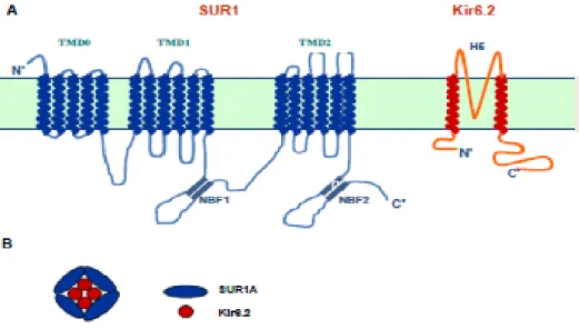 ġekil 1.2. KNJ11 ve ABCC8  genlerinin kodladığı Kir6.2 ve SUR1 proteinlerinin alt  ünitelerinin  membran  üzerindeki  olası  Ģematik  gösterimi