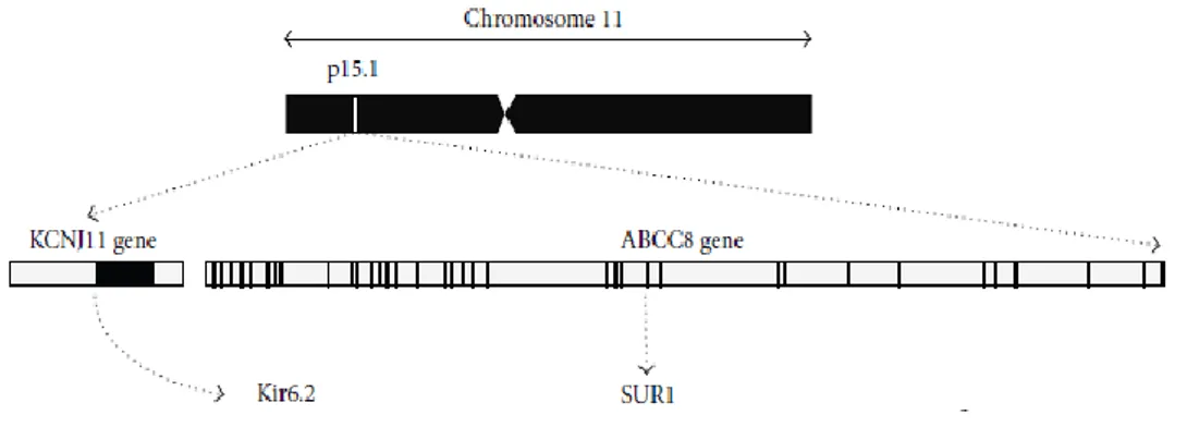 ġekil  1.3.  Kir6.2  ve  SUR1  proteinlerini  kodlayan  KNJ11  ve  ABCC8  genlerinin  kromozom üzerinde gösterimi (Haghvirdizadeh ve ark 2014)