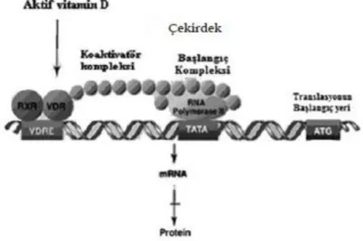 Şekil 2.2.2 Vitamin D’nin Etki Mekanizması 