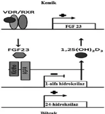 Şekil 2.2.3 FGF 23 ve Vitamin D Sentezi 