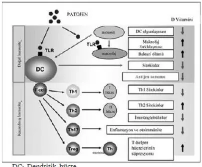 Şekil 2.2.6 Vitamin D ve CD4 T Hücre Etkileşimi[147] 