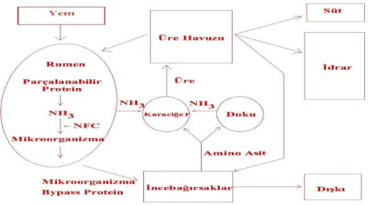 Şekil 2.2.1. Ruminantlarda Nitrojen Metabolizması  