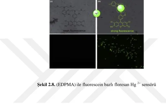 Şekil 2.8. (EDPMA) ile fluorescein bazlı floresan Hg  2+  sensörü 