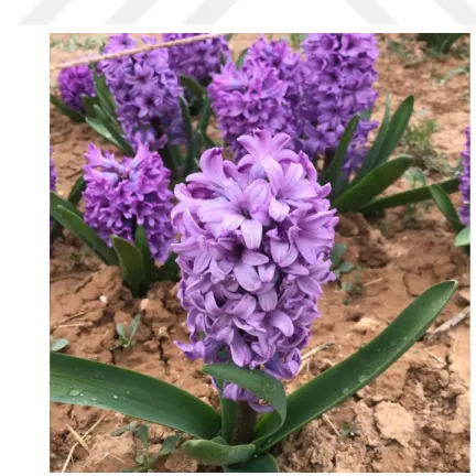Şekil 3.1. Blue Jacket sümbül çeşidi 