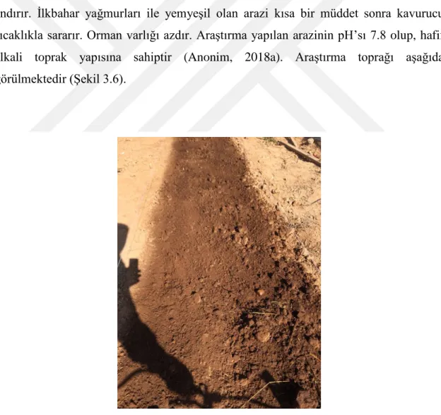 Şekil 3.6. Araştırma alanı görüntüsü 