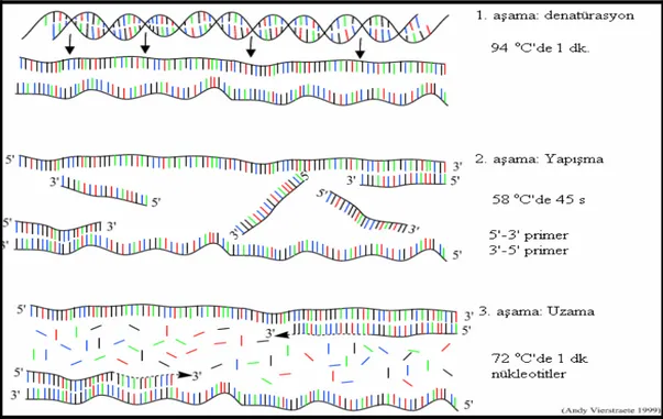 Şekil 3.1 PCR çalışmasının aşamaları (Anonymous, 2007a) 
