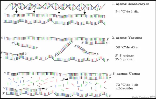 Şekil 3.1 PCR çalışmasının aşamaları (Anonymous, 2007a) 