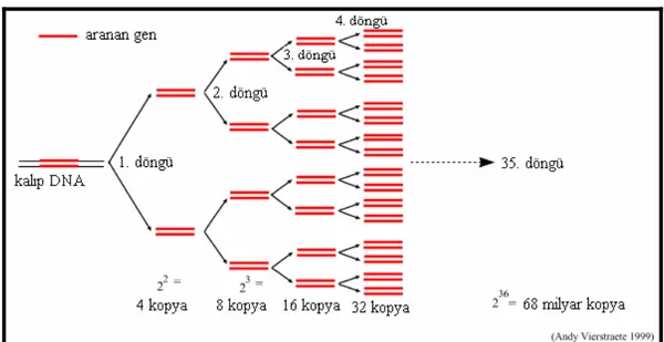 Şekil 3.2 PCR çalışmasında DNA amplifikasyonu (Anonymous, 2007a ) 