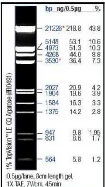 Şekil 3.3 EcoRI ve HindIII restriksiyon enzimleriyle kesilmiş λ DNA, molekül         ağırlığı ve yüzdesi (Anonymous, 2007b)   