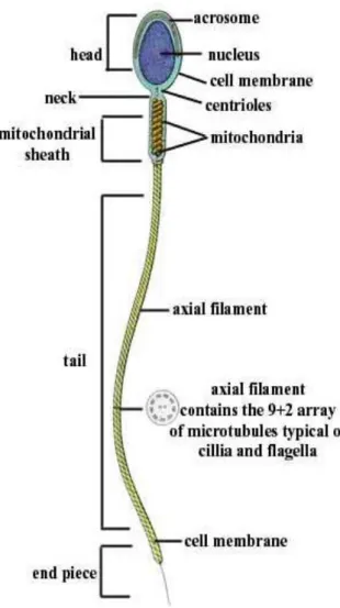 Şekil 1.1. Spermatozoa (EduTv 2009) 