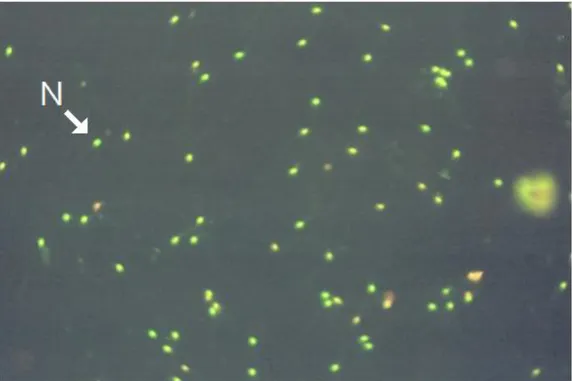 Şekil 3.2. Akridin Oranj boyası ile boyanmıĢ kontrol grubu spermatozoa DNA  bütünlüğü FMB x 66 