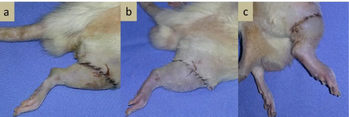Şekil 7. Spraque dawley ekstremitesi transplante edilmiş alıcı wistar albino sıçanı,  transplantasyon sonrası görünümü.