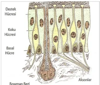 ġekil  2:  Koku  mukozası  hücreleri.(Türk  Koku  Testi,  Dr.  Volkan  Bilge  Yiğit  tez    çalıĢması, 2010, sayfa 11) 