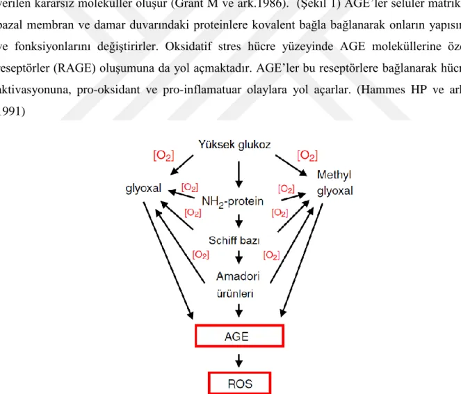 Şekil  1:  İleri  glukozilasyon  ürünleri  ve  reaktif  oksijen  türleri  oluşumu  ( Rosalinda  Madonna,  Raffaele  De  Caterina  Cellular  and  molecular  mechanisms  of  vascular  injury  in  diabetes  —  Part  I:  Pathways  of  vascular disease in diabe