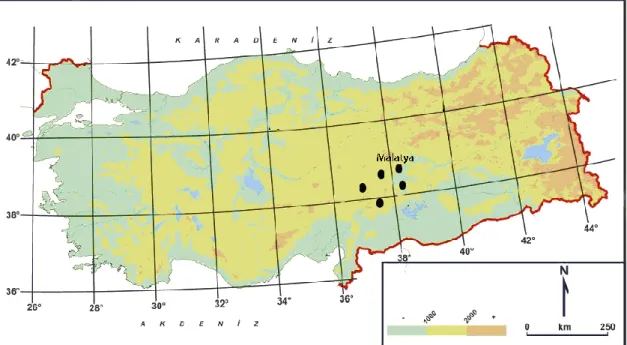 Şekil 1.1. Cousinia cataonica taksonunun Türkiye’deki yayılışı 