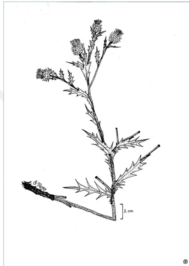 Şekil 1.2. Cousinia cataonica türünün genel çizimi (O.Tugay)