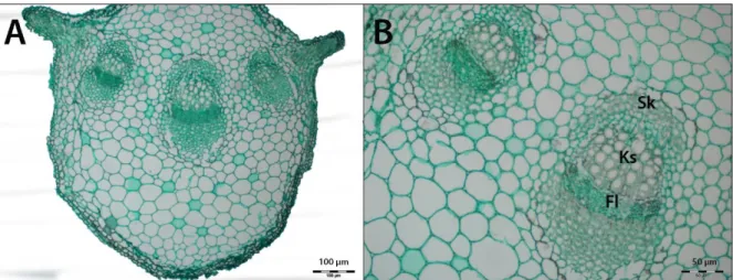 Şekil 1.6. Cousinia cataonica taksonun midrip enine kesiti A: Genel görünüm  B: Dokuların detaylı görünümü; Sk: Sklerankima, Ks: Ksilem, Fl: Floem 