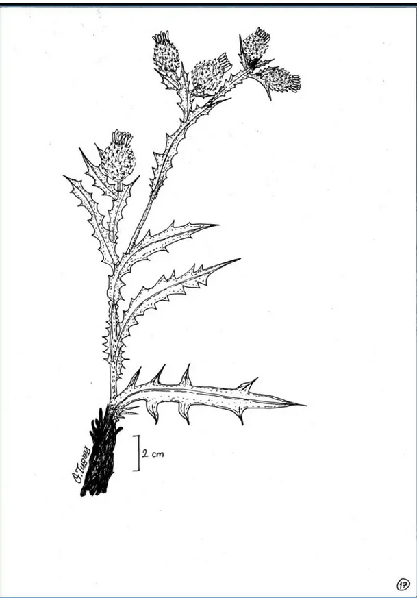 Şekil 2.2. Cousinia intertexta türünün genel çizimi (O.Tugay)